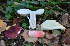 Russula amoenicolor