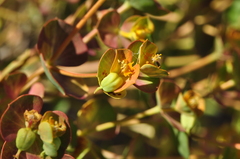 Euphorbia cheiradenia