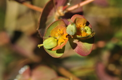 Euphorbia cheiradenia