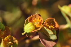 Euphorbia cheiradenia