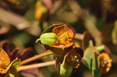 Euphorbia cheiradenia
