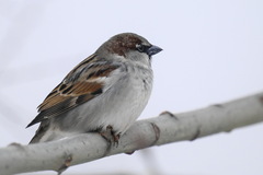 Passer domesticus
