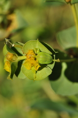 Euphorbia cheiradenia
