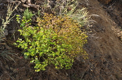 Euphorbia cheiradenia