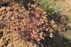 Euphorbia wittmannii