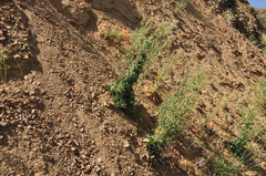 Papaver persicum