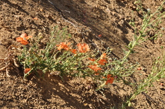 Papaver persicum