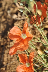 Papaver persicum