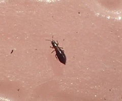 Apterothrips apteris