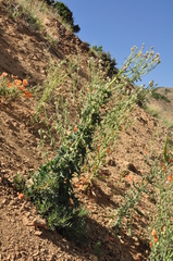 Papaver persicum