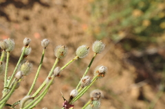 Papaver persicum