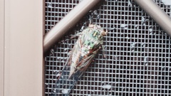 Amphipsalta zelandica