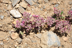 Saponaria prostrata