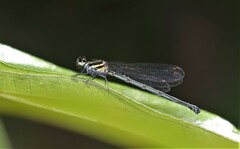 Onychargia atrocyana