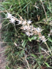 Rytidosperma setaceum