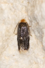 Ectoedemia similella