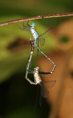 Lestes praevius