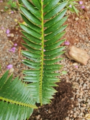 Encephalartos natalensis