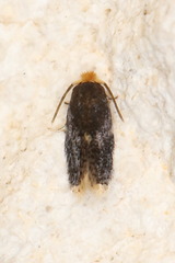 Ectoedemia similella