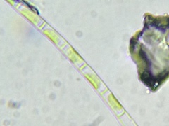 Klebsormidium