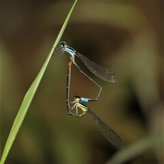 Argiocnemis rubescens