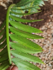Encephalartos natalensis
