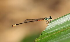 Argiocnemis rubescens
