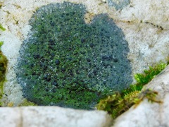 Scoliciosporum umbrinum