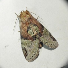 Antithemerastis acrobela