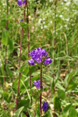 Campanula glomerata