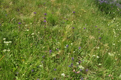 Campanula glomerata