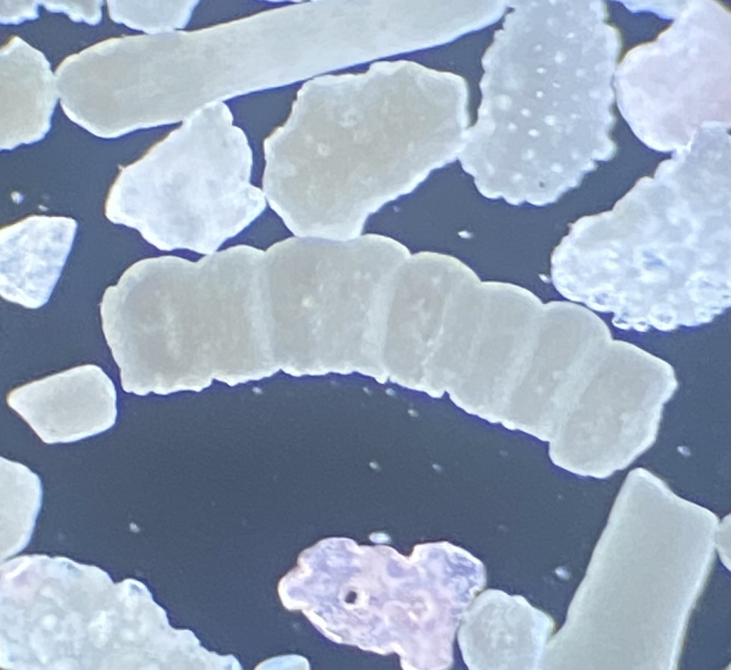 Valvulinidae
