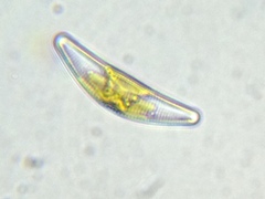 Cymbella