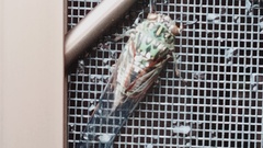 Amphipsalta zelandica