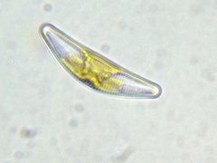 Cymbella