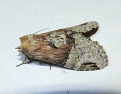 Antithemerastis acrobela