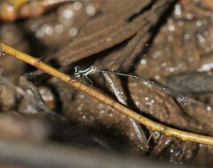 Elattoneura analis