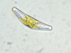 Cymbella