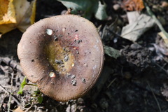 Russula cuprea
