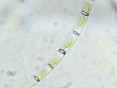 Klebsormidium