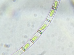 Klebsormidium