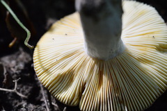 Russula cuprea
