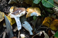 Russula cuprea