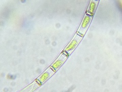 Klebsormidium