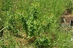 Euphorbia macrocarpa