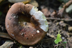 Russula cuprea