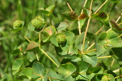 Euphorbia macrocarpa