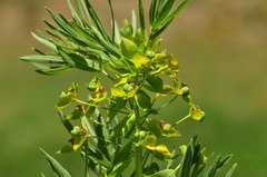 Euphorbia lucida