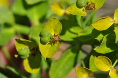 Euphorbia lucida