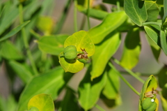 Euphorbia lucida